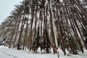 On Wolf Rd, , Lake Tomahawk,  WI 54539