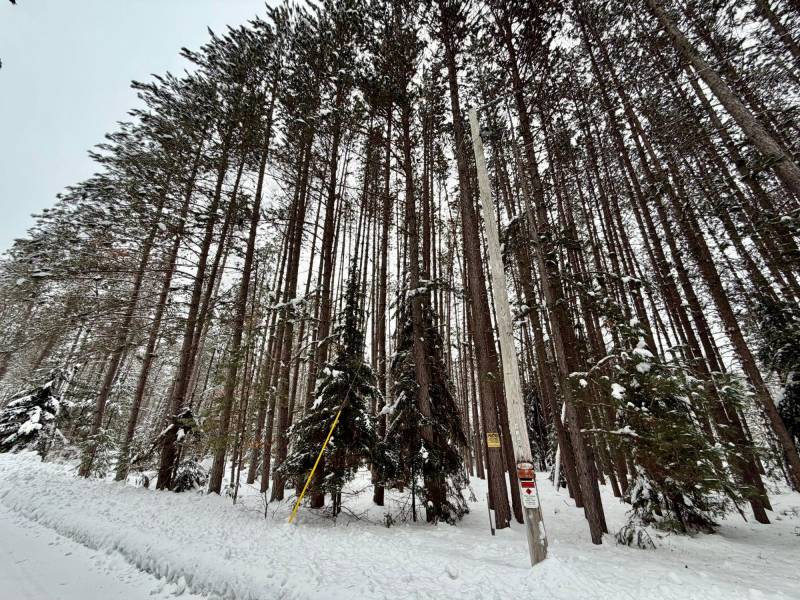 On Wolf Rd, , Lake Tomahawk,  WI 54539