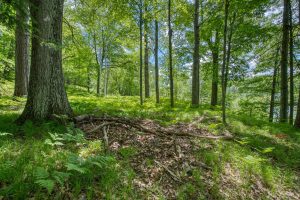 , Florence,  WI 54121 USA