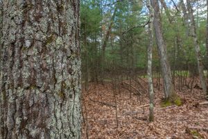 Lots 13 & 14 Off Norway Pine Dr, , Eagle River,  WI 54521