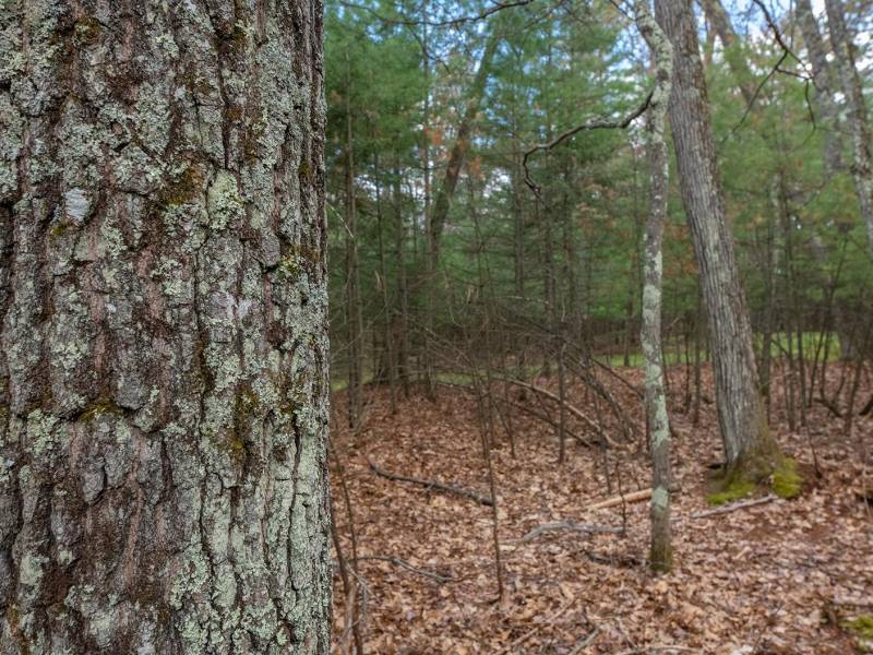 Lots 13 & 14 Off Norway Pine Dr, , Eagle River,  WI 54521