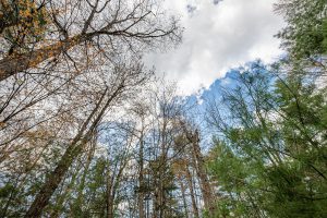 Lots 13 & 14 Off Norway Pine Dr, , Eagle River,  WI 54521