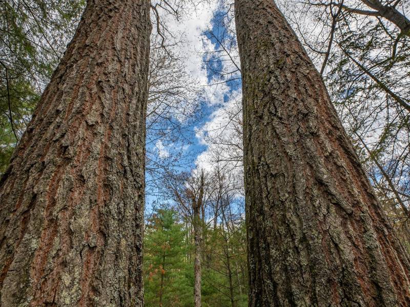 Lots 13 & 14 Off Norway Pine Dr, , Eagle River,  WI 54521