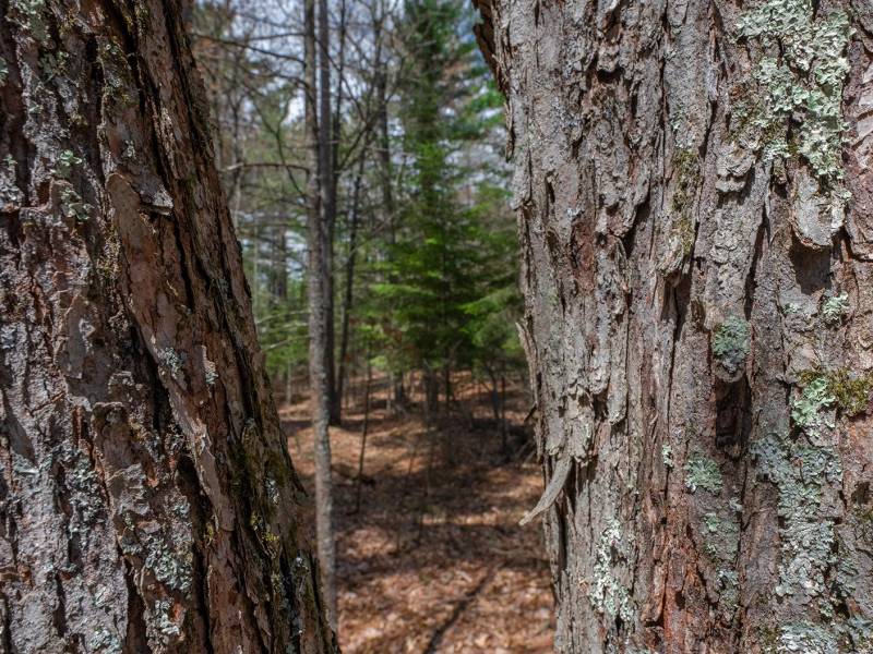 Lots 13 & 14 Off Norway Pine Dr, , Eagle River,  WI 54521