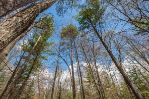 Lots 13 & 14 Off Norway Pine Dr, , Eagle River,  WI 54521