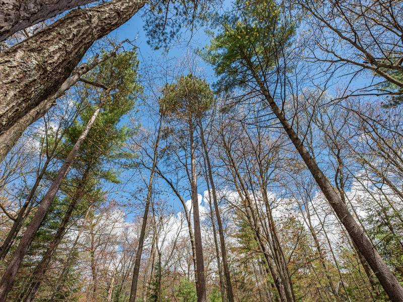 Lots 13 & 14 Off Norway Pine Dr, , Eagle River,  WI 54521