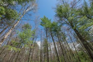 Lots 4 & 5 Off Eagle Waters Rd, , Eagle River,  WI 54521