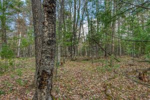 Lots 4 & 5 Off Eagle Waters Rd, , Eagle River,  WI 54521