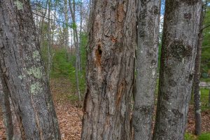 Lots 4 & 5 Off Eagle Waters Rd, , Eagle River,  WI 54521