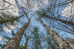 Lots 4 & 5 Off Eagle Waters Rd, , Eagle River,  WI 54521