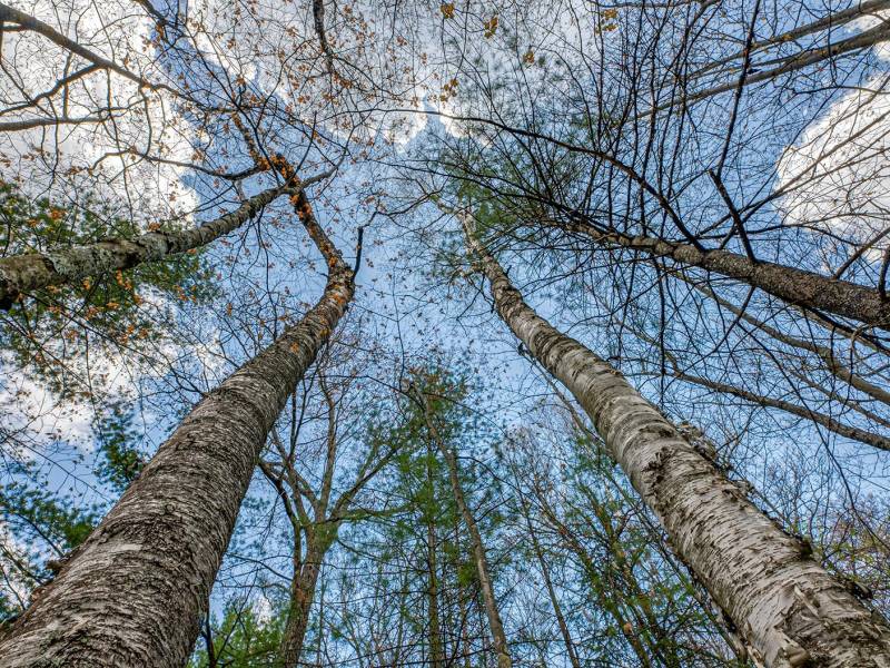 Lots 4 & 5 Off Eagle Waters Rd, , Eagle River,  WI 54521