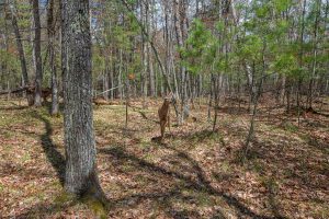 Lots 4 & 5 Off Eagle Waters Rd, , Eagle River,  WI 54521