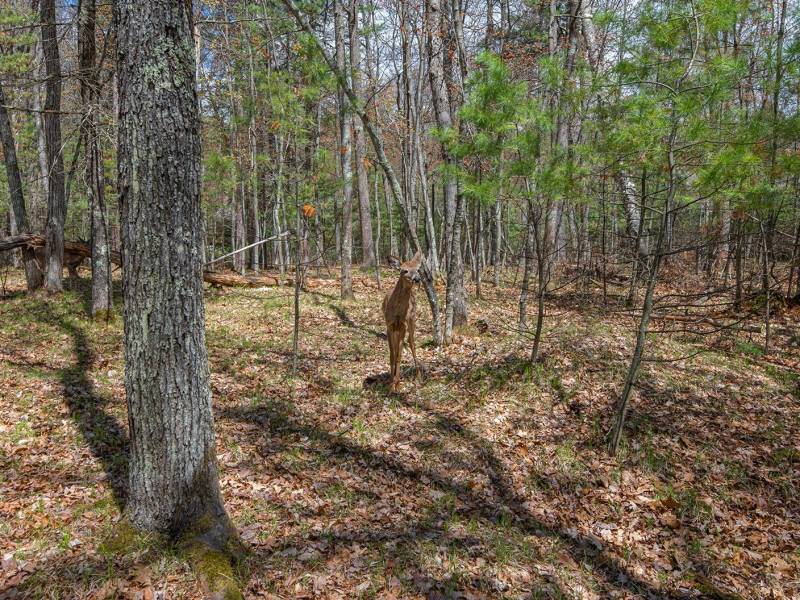 Lots 4 & 5 Off Eagle Waters Rd, , Eagle River,  WI 54521