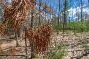 Lots 6 & 7 Off Eagle Waters Rd, , Eagle River,  WI 54521