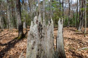 Lots 6 & 7 Off Eagle Waters Rd, , Eagle River,  WI 54521