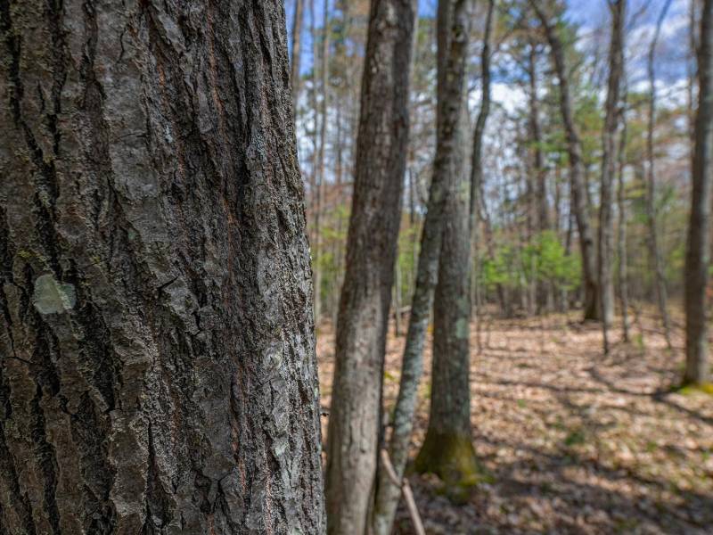 Lots 6 & 7 Off Eagle Waters Rd, , Eagle River,  WI 54521