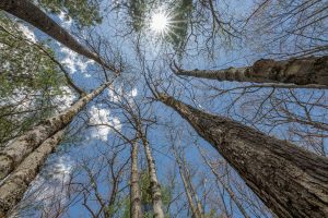 Lots 6 & 7 Off Eagle Waters Rd, , Eagle River,  WI 54521