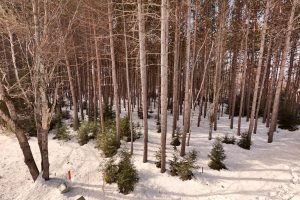 Lot 6 On Bonkowski Rd, , Three Lakes,  WI 54562