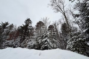 On Red Pine Ln, , Land O Lakes,  WI 54540