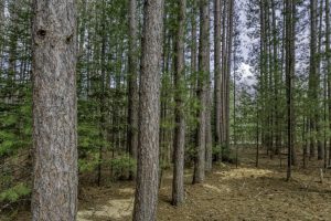 Lot 2 Curtis Lake Dr, Minocqua, Minocqua,  WI 54548 United States