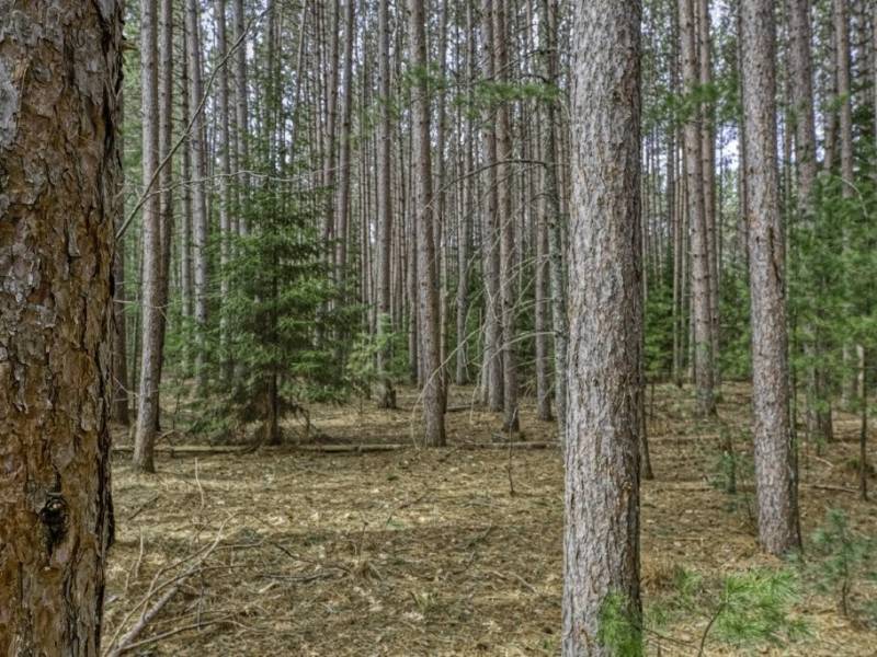 Lot 2 Curtis Lake Dr, Minocqua, Minocqua,  WI 54548 United States