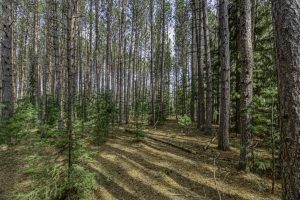 Lot 2 Curtis Lake Dr, Minocqua, Minocqua,  WI 54548 United States