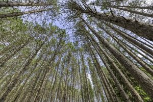 Lot 2 Curtis Lake Dr, Minocqua, Minocqua,  WI 54548 United States