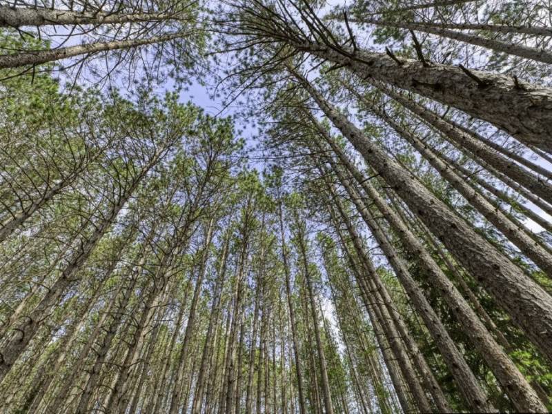 Lot 2 Curtis Lake Dr, Minocqua, Minocqua,  WI 54548 United States