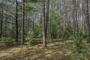 Lot 2 Curtis Lake Dr, Minocqua, Minocqua,  WI 54548 United States