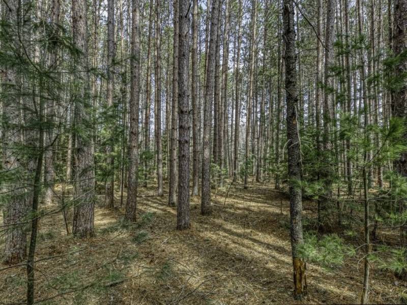 Lot 2 Curtis Lake Dr, Minocqua, Minocqua,  WI 54548 United States