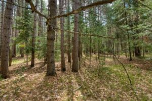 1241 Donald Dr, , Arbor Vitae,  WI 54568