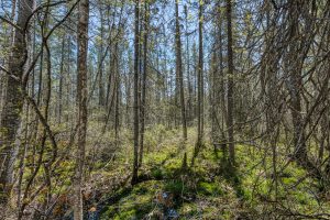 3004 Kerr Ln, , Phelps,  WI 54554
