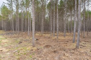 4203 Bobber Dr, , Conover,  WI 54519