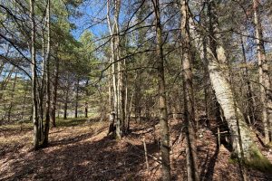 7245 Riverview Dr, Newbold, Rhinelander,  WI 54501 United States