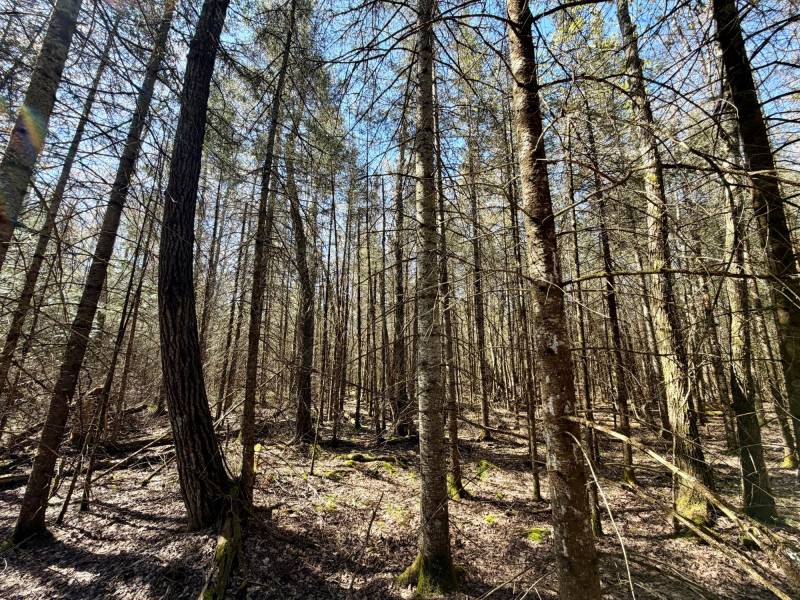 7245 Riverview Dr, Newbold, Rhinelander,  WI 54501 United States