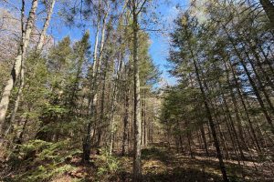 7245 Riverview Dr, Newbold, Rhinelander,  WI 54501 United States