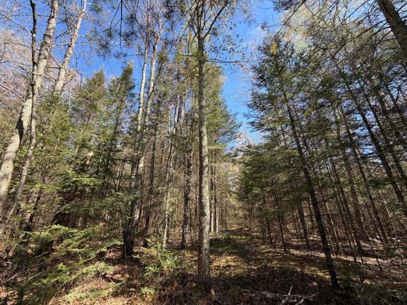 7245 Riverview Dr, Newbold, Rhinelander,  WI 54501 United States