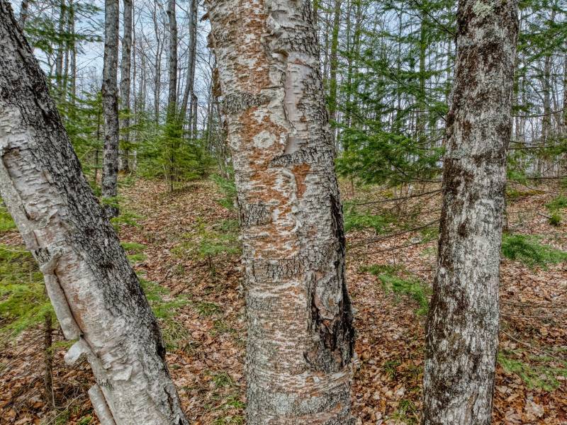 Back Lot - Off Johnson Ln, , Winchester,  WI 54557