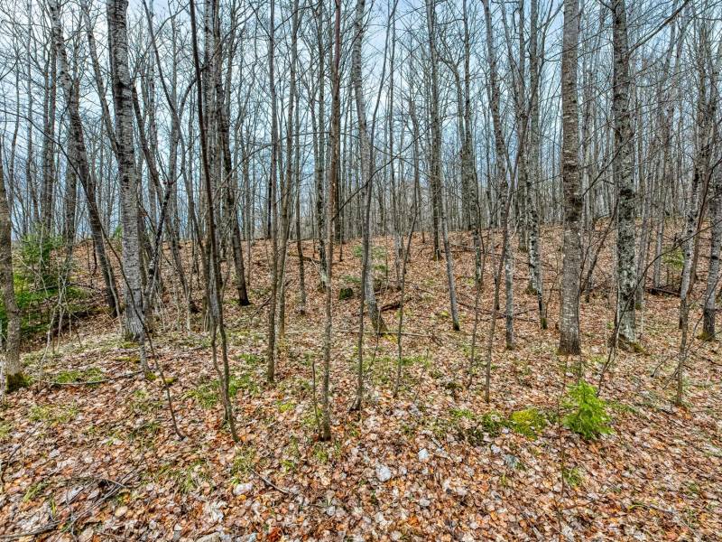 Back Lot - Off Johnson Ln, , Winchester,  WI 54557