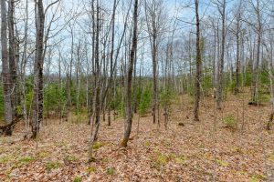 Back Lot - Off Johnson Ln, , Winchester,  WI 54557