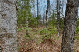 Back Lot - Off Johnson Ln, , Winchester,  WI 54557