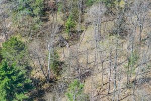 Lot 2 Off River Rd, , Cloverland,  WI 54521