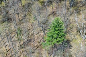 Lot 1 Off River Rd, , Cloverland,  WI 54521