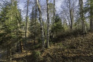 8 River Ridge Pt, , Boulder Junction,  WI 54512 United States