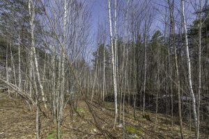 Off Sanctuary Dr, , Presque Isle,  WI 54557