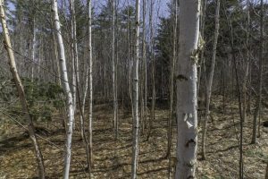 Off Sanctuary Dr, , Presque Isle,  WI 54557