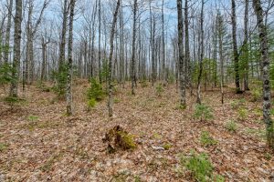 Whole - Off Johnson Ln, , Wnchester,  WI 54557