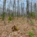 Whole - Off Johnson Ln, , Wnchester,  WI 54557