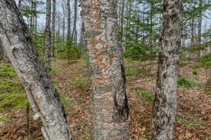 Whole - Off Johnson Ln, , Wnchester,  WI 54557