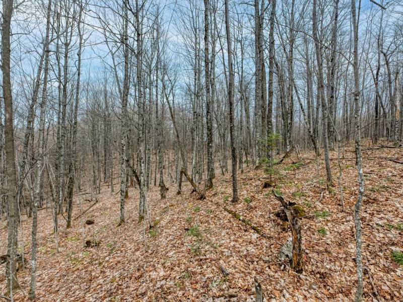 Whole - Off Johnson Ln, , Wnchester,  WI 54557